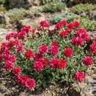 Napvirág 'Amabile Plenum'  (Helianthemum)