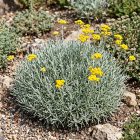 Olasz szalmagyopár (Curryfű) 'Aladin'  (Helichrysum italicum)