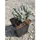 Olasz szalmagyopár (Curryfű) 'Aladin'  (Helichrysum italicum)