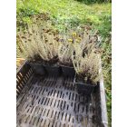 Olasz szalmagyopár (Curryfű) 'Aladin'  (Helichrysum italicum)