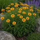 Napszemvirág ‘Summer Night’ (Heliopsis helianthoides)