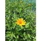 Napszemvirág ‘Summer Night’ (Heliopsis helianthoides)
