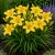 Sásliliom ‘Big Time Happy’ (Hemerocallis)