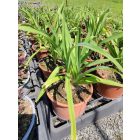 Sásliliom ‘Big Time Happy’ (Hemerocallis)
