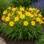 Sásliliom ‘Stella de Oro’ (Hemerocallis)
