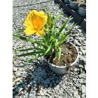 Sásliliom ‘Stella de Oro’ (Hemerocallis)