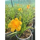 Sásliliom ‘Stella de Oro’ (Hemerocallis)