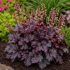 Tűzeső 'Black Forest Cake' (Heuchera)