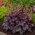 Tűzeső 'Black Forest Cake' (Heuchera)