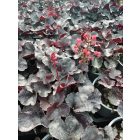 Tűzeső 'Black Forest Cake' (Heuchera)