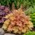 Tűzeső 'Champagne' (Heuchera)