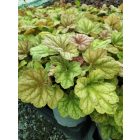 Tűzeső 'Champagne' (Heuchera)