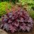 Tűzeső 'Cherry Cola' (Heuchera)