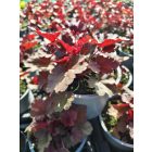 Tűzeső 'Cherry Cola' (Heuchera)