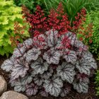 Tűzeső 'Cinnabar Silver' (Heuchera)