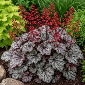 Tűzeső 'Cinnabar Silver' (Heuchera)