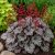 Tűzeső 'Cinnabar Silver' (Heuchera)