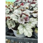Tűzeső 'Cinnabar Silver' (Heuchera)