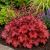 Tűzeső 'Fire Alarm' (Heuchera)