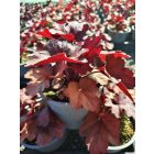 Tűzeső 'Fire Alarm' (Heuchera)