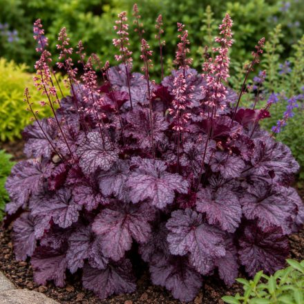 Tűzeső ‘Forever Purple’ (Heuchera)