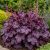 Tűzeső ‘Forever Purple’ (Heuchera)
