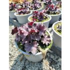 Tűzeső ‘Forever Purple’ (Heuchera)