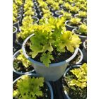 Tűzeső 'Lime Marmalade' (Heuchera)