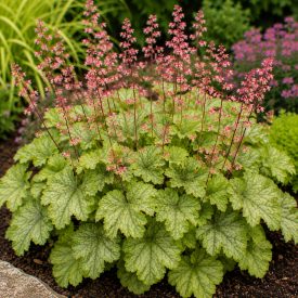 Tűzeső 'Little Cuties Shimmer' (Heuchera)