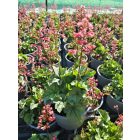 Tűzeső 'Little Cuties Shimmer' (Heuchera)