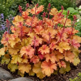 Tűzeső ‘Marmalade’ (Heuchera)