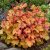 Tűzeső ‘Marmalade’ (Heuchera)