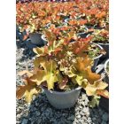 Tűzeső ‘Marmalade’ (Heuchera)