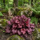 Tűzgyöngyvirág / Tűzeső 'Melting Fire' (Heuchera micrantha)
