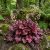 Tűzgyöngyvirág / Tűzeső 'Melting Fire' (Heuchera micrantha)