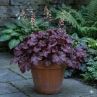 Tűzgyöngyvirág / Tűzeső 'Melting Fire' (Heuchera micrantha)