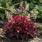 Tűzgyöngyvirág / Tűzeső 'Melting Fire' (Heuchera micrantha)