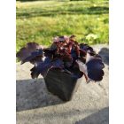 Tűzgyöngyvirág / Tűzeső 'Palace Purple' (Heuchera micrantha)