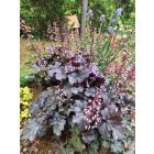 Tűzgyöngyvirág / Tűzeső 'Palace Purple' (Heuchera micrantha)