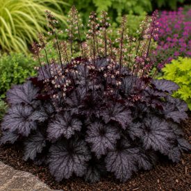 Tűzeső 'Obsidian' (Heuchera)