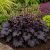 Tűzeső 'Obsidian' (Heuchera)
