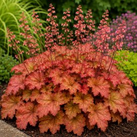 Tűzeső 'Paprika' (Heuchera)