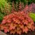 Tűzeső 'Paprika' (Heuchera)