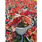 Tűzeső 'Paprika' (Heuchera)