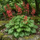 Tűzgyöngyvirág / Vérvörös Tűzeső 'Leuchtkäfer' (Heuchera sanguinea)