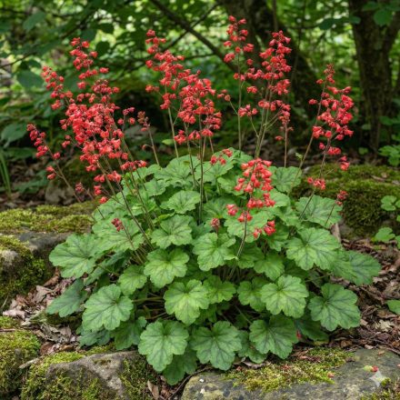 Tűzgyöngyvirág / Vérvörös Tűzeső 'Leuchtkäfer' (Heuchera sanguinea)