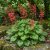 Tűzgyöngyvirág / Vérvörös Tűzeső 'Leuchtkäfer' (Heuchera sanguinea)