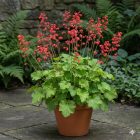 Tűzgyöngyvirág / Vérvörös Tűzeső 'Leuchtkäfer' (Heuchera sanguinea)