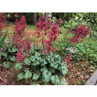 Tűzgyöngyvirág / Vérvörös Tűzeső 'Leuchtkäfer' (Heuchera sanguinea)