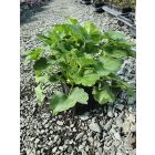 Tűzgyöngyvirág / Vérvörös Tűzeső 'Leuchtkäfer' (Heuchera sanguinea)